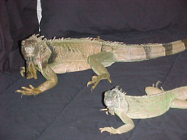 sabbath and godzilla