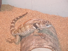 crevice spiny lizard
