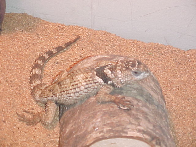 crevice spiny lizard