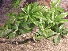 stoner lizard