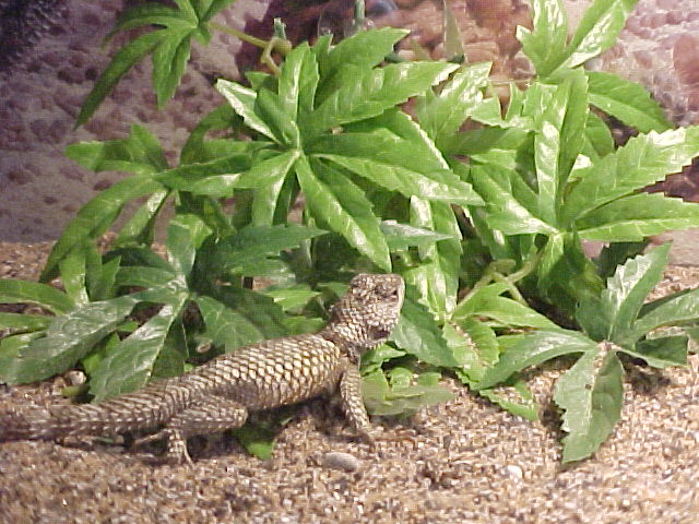 stoner lizard