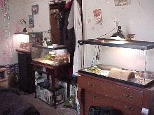 iguana and 5 spiny lizards homes