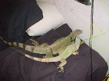 GODZILLA AND SABBATH