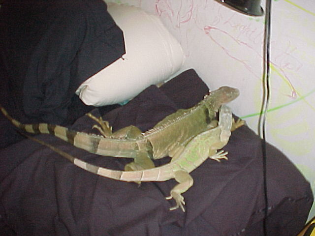 GODZILLA AND SABBATH