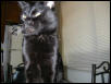 Wicket