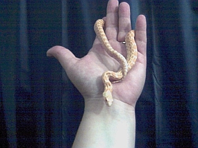 My first bull snake