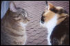 My Niece Kitties