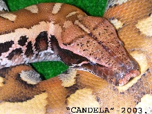 CANDELA Head