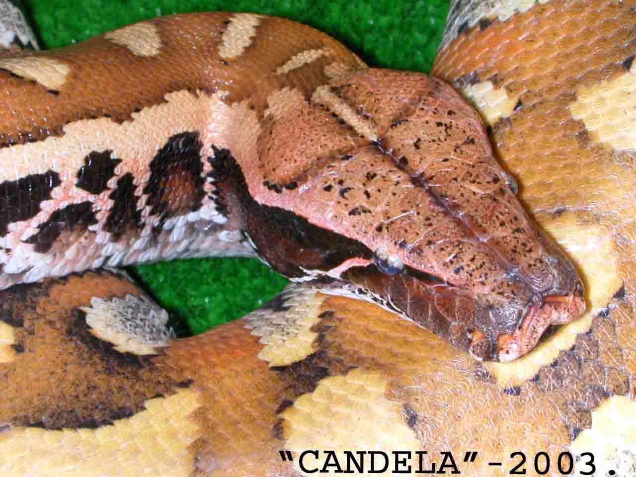 CANDELA Head