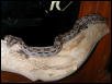 My Boa "BAM BAM"