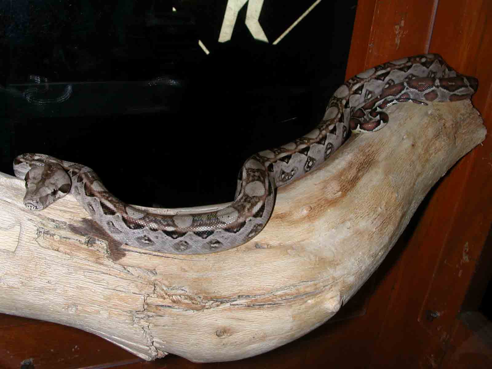 My Boa "BAM BAM"