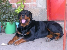Tosha - Female 2 years.