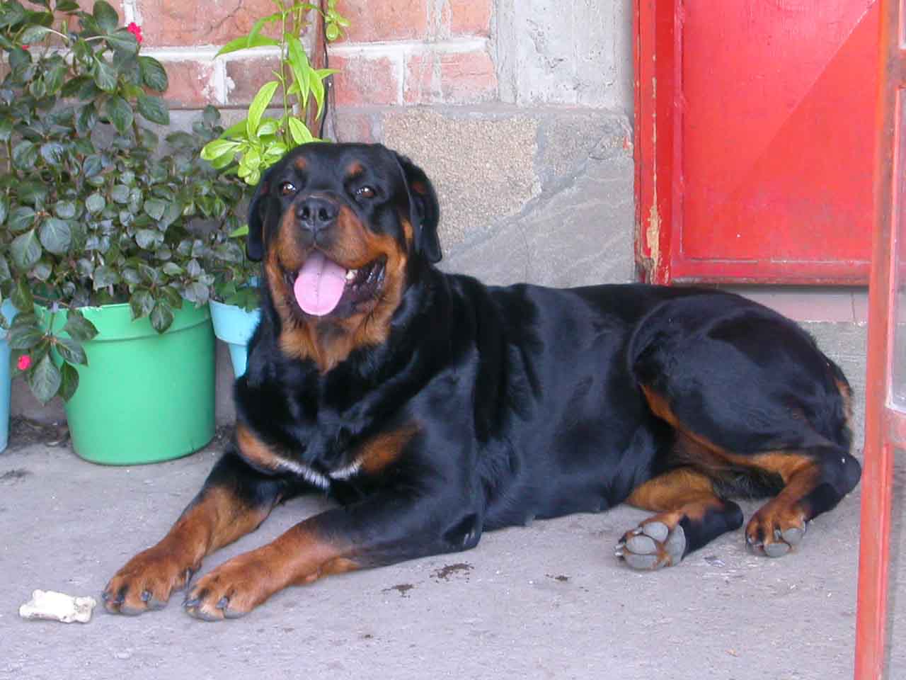 Tosha - Female 2 years.