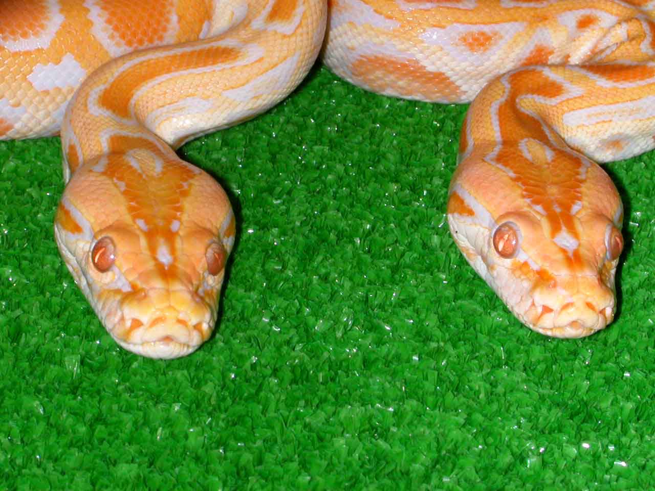 My little Babies