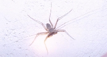 What Kind? (ID)