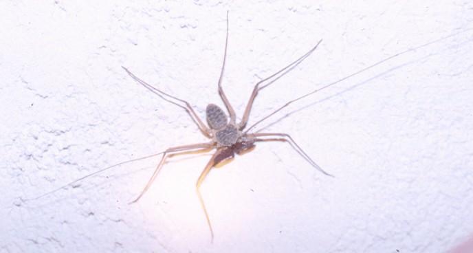 What Kind? (ID)