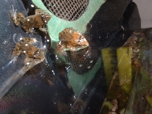 Can you help me identify this froglet?