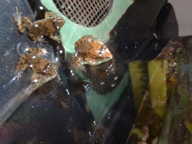Can you help me identify this froglet?