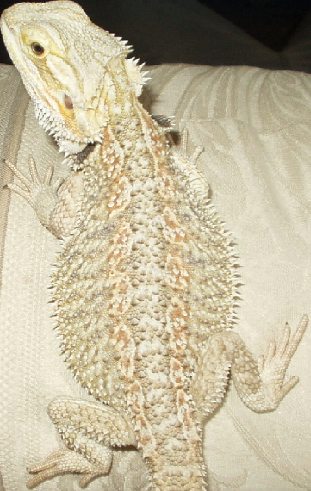 what morph??