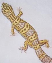 bell albino 2