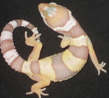 baby bell