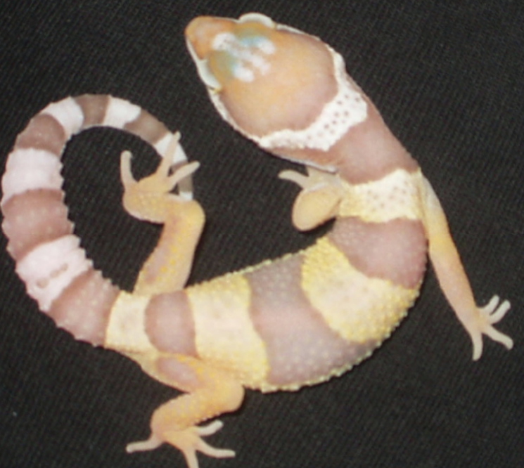 baby bell