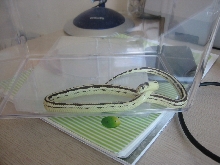What Kind Of Snake Is This?