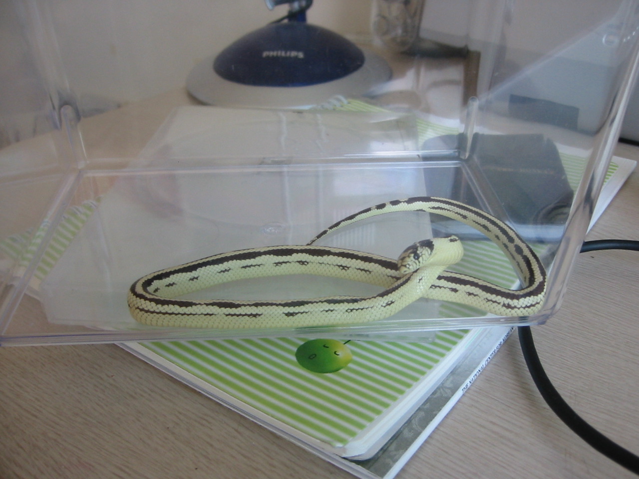 What Kind Of Snake Is This?