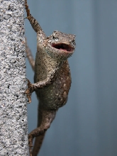 Attack lizard