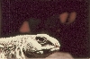 Iggy