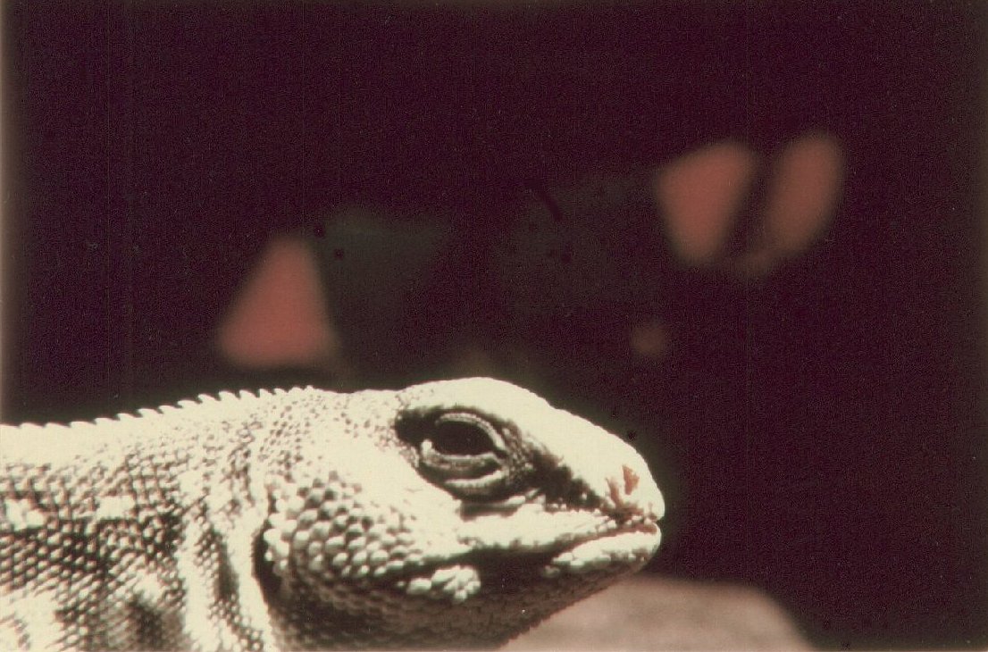 Iggy