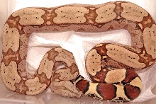 batsXsal FLR 03 female