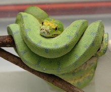 manakawari type gtp