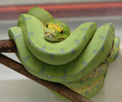 manakawari type gtp