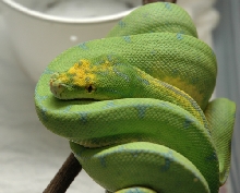 manakawari type gtp