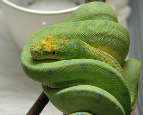 manakawari type gtp