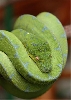 yearling jayapura/sorong type