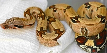 FLR 03 Male BelknapXFLR