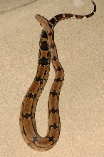 02 MillerMaleSuri
