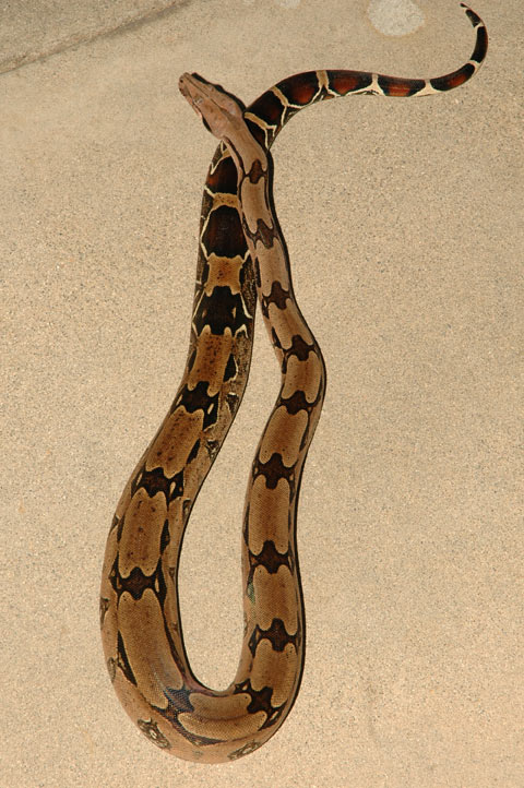 02 MillerMaleSuri