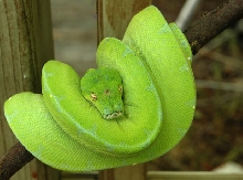 jayapura type gtp