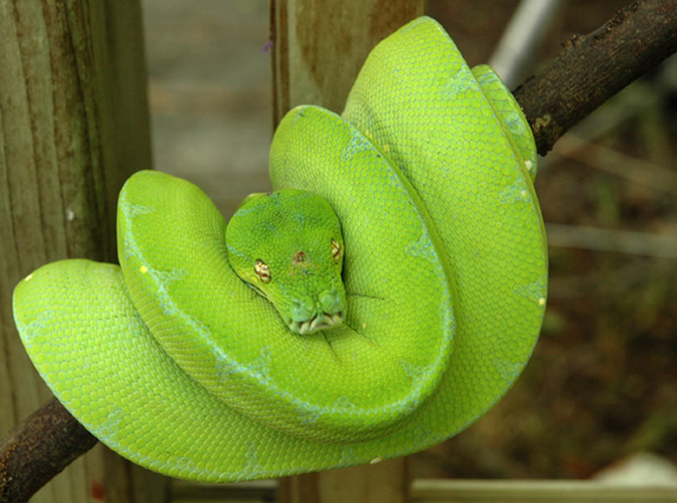 jayapura type gtp