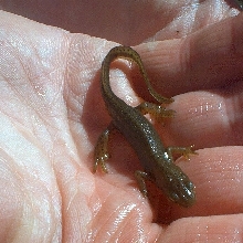 Central Newt