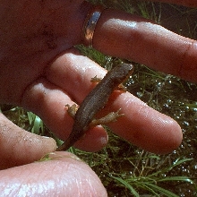 Central Newt
