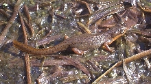 Central Newt