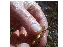 Central Newt