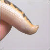 Chanana's Tail