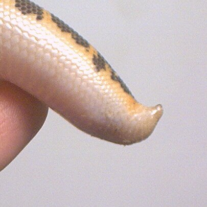Chanana's Tail
