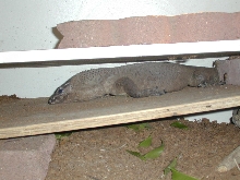 Male Black Roughneck. 3'-3.5'