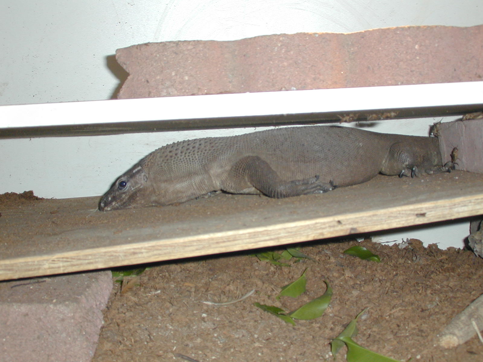Male Black Roughneck. 3'-3.5'